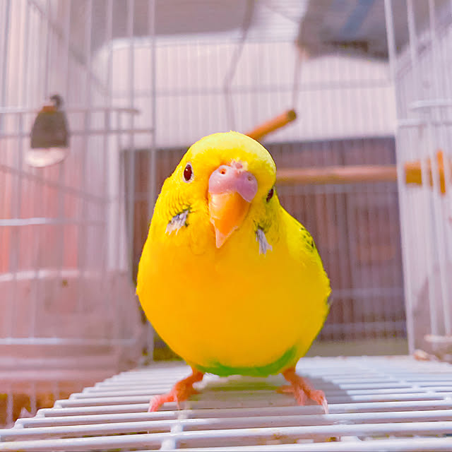 yasainkoさんの実例写真