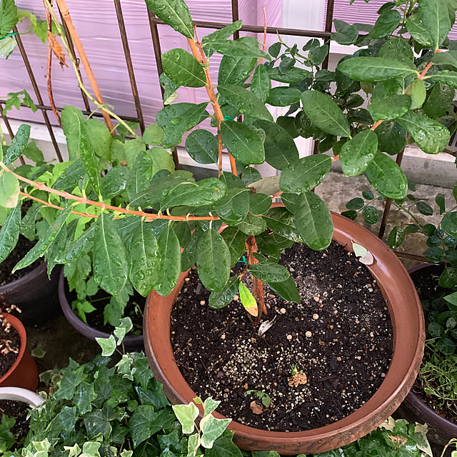 AYUKOさんの実例写真