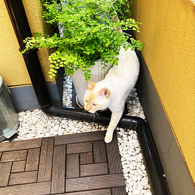 taraさんの実例写真