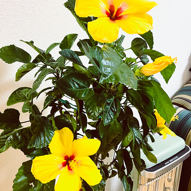 hanachanさんの部屋