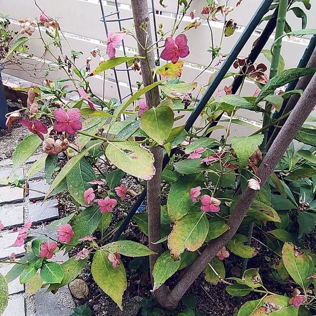 Bienvenueさんの部屋