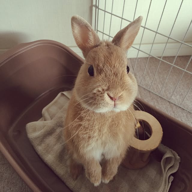 naoさんの実例写真