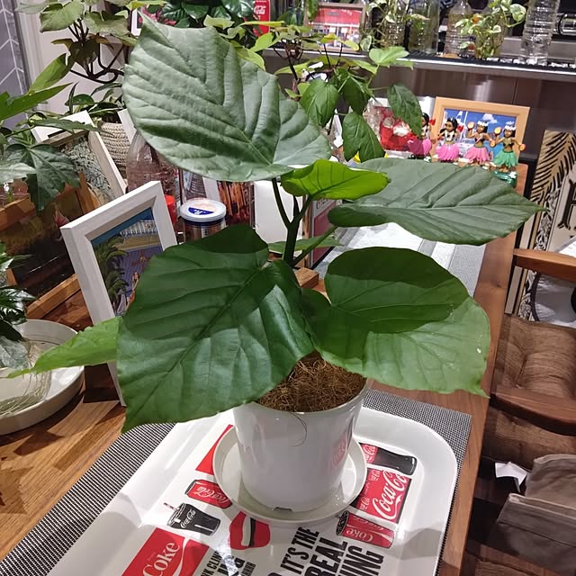 NAOKIさんの実例写真