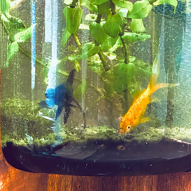 chacoさんの部屋