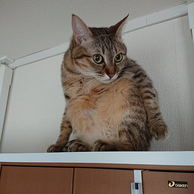 maikyさんの実例写真