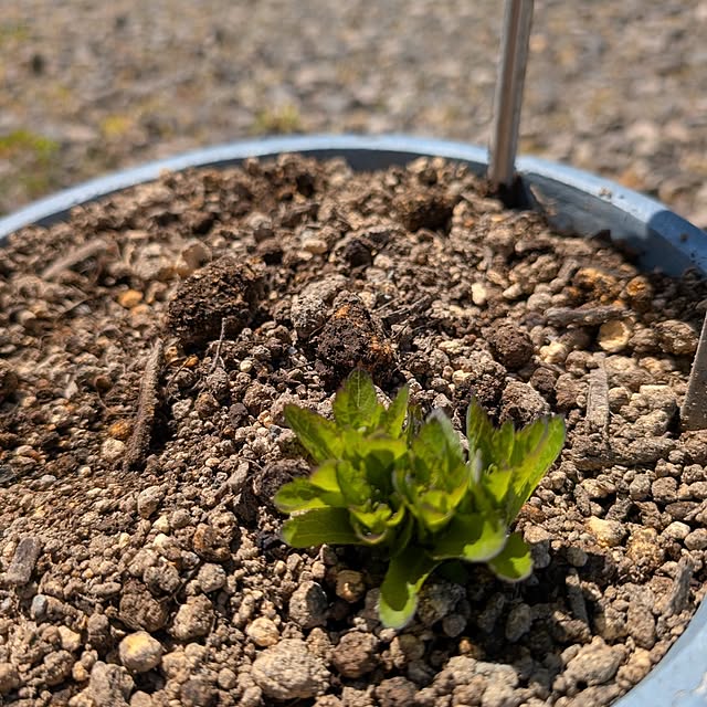 KOHAKUさんの部屋
