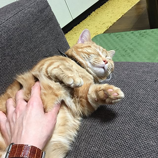 m.kantoh18_mikkoさんの実例写真