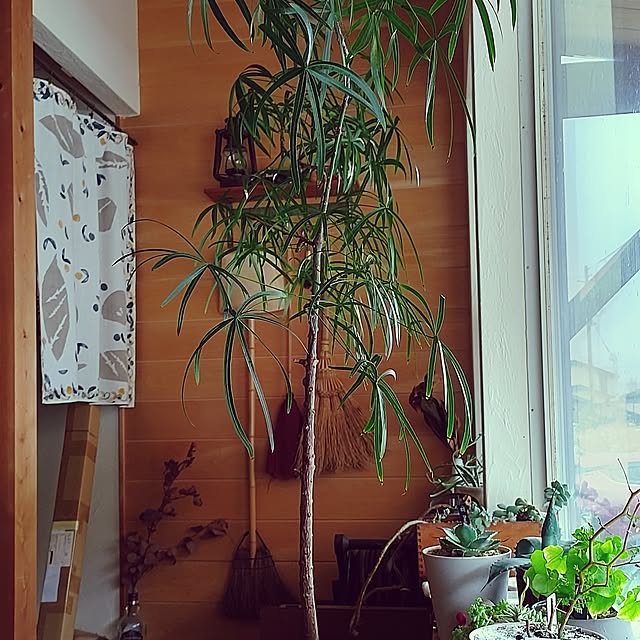 t.yumiさんの実例写真