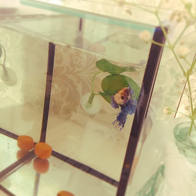 peco_travellerさんの実例写真