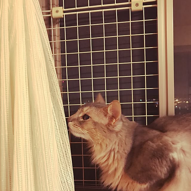 yumuyumuさんの実例写真