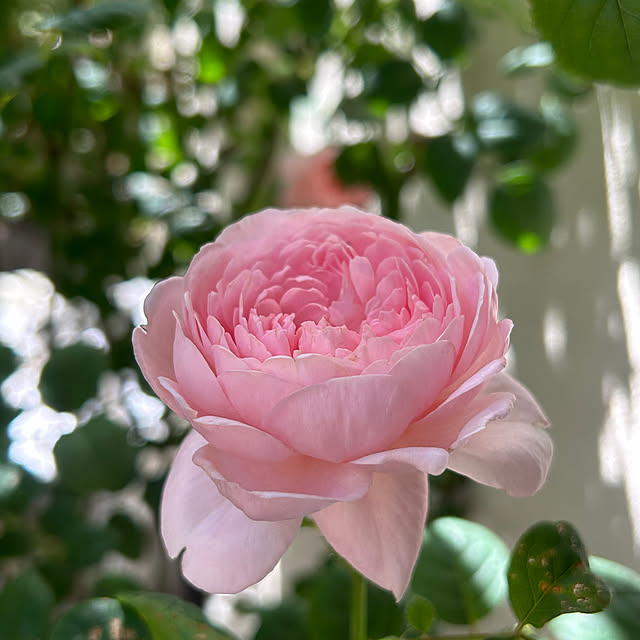 magnoliaさんの部屋