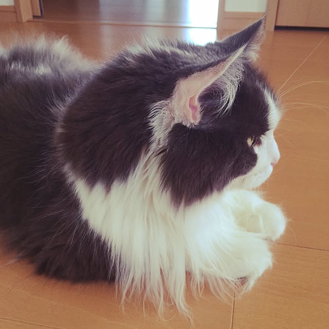 yucky_rioさんの実例写真