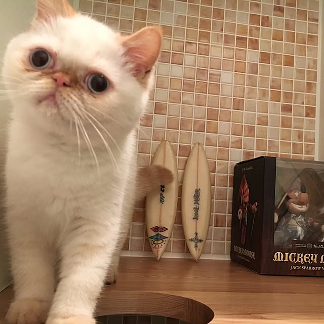 warabimochiさんの実例写真