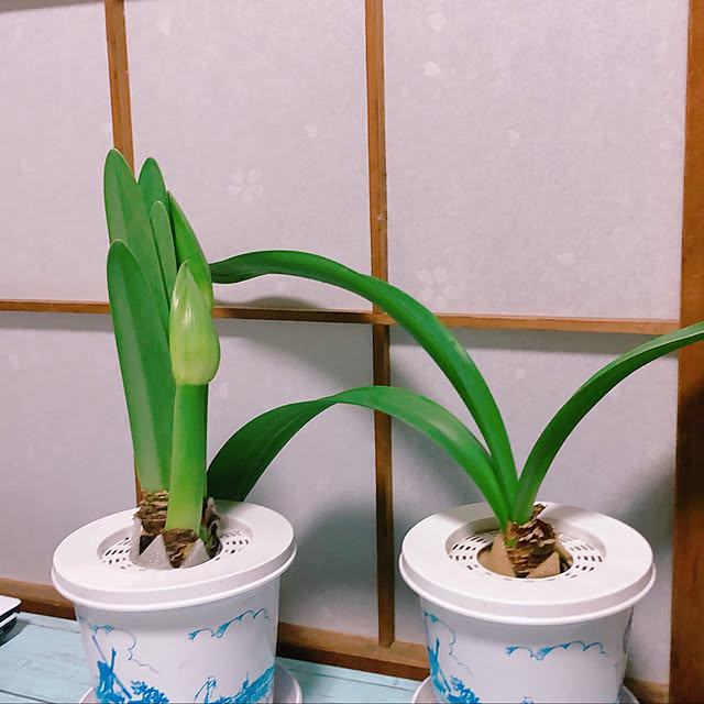 suzua419tavathaさんの実例写真