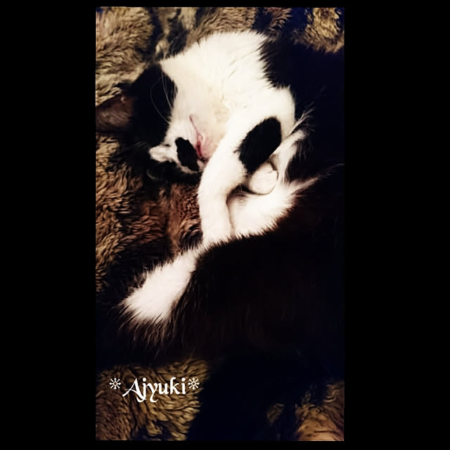 kajyuさんの実例写真