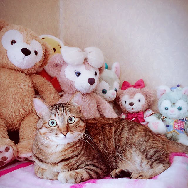MASAさんの実例写真