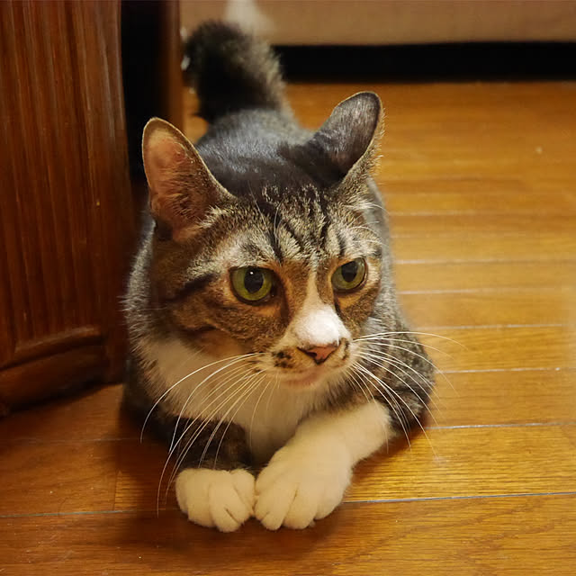 bogey_1さんの実例写真