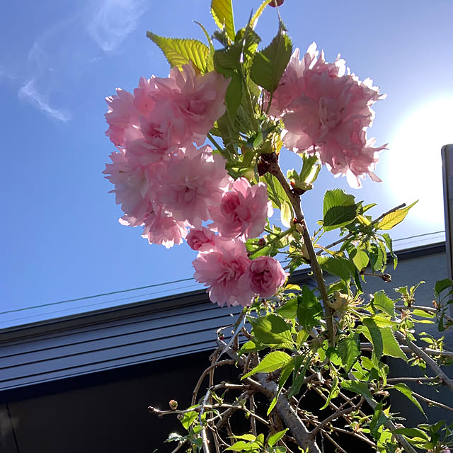 h_home.hさんの実例写真