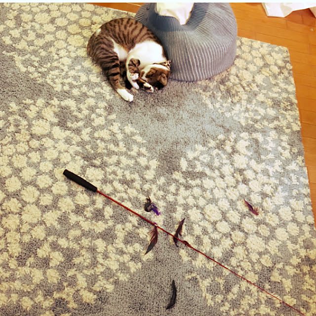 jijiさんの実例写真