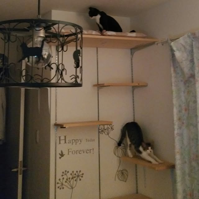 Gomaさんの実例写真
