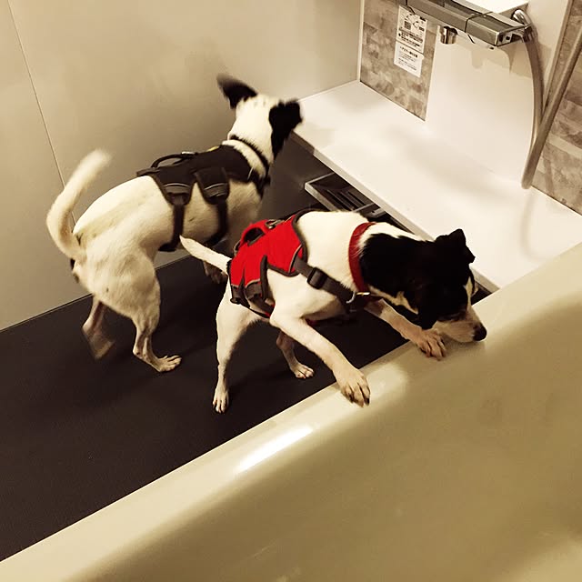 Mahiroさんの実例写真