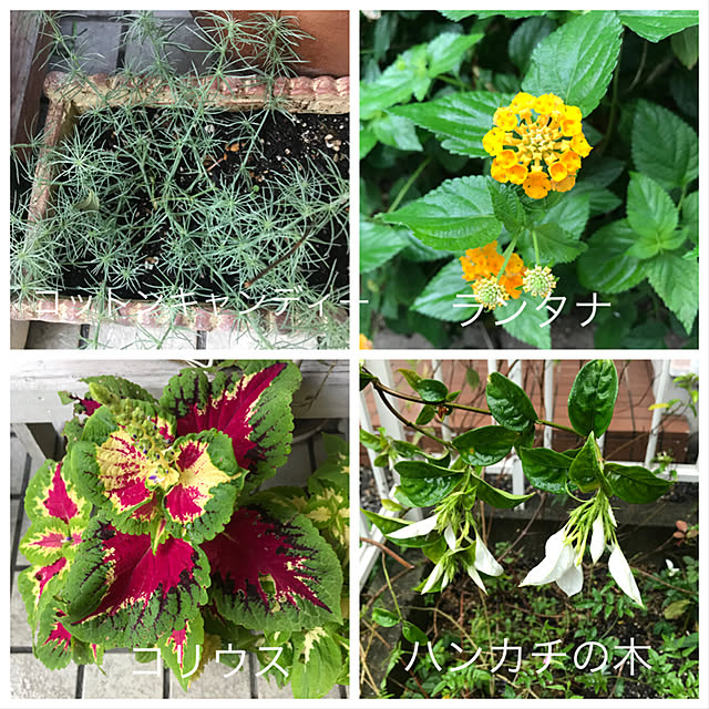 asako.10さんの実例写真