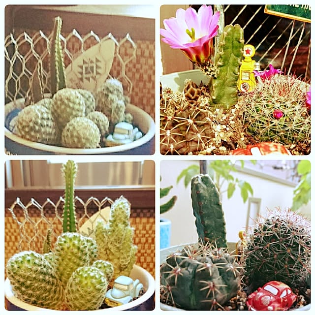 cocosorasakuさんの実例写真