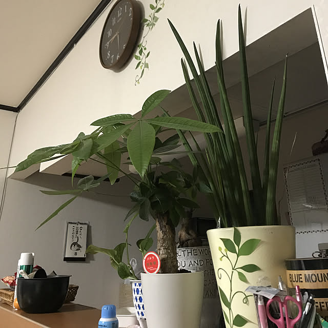 キッチン/観葉植物のインテリア実例 - 2017-12-17 05:46:11