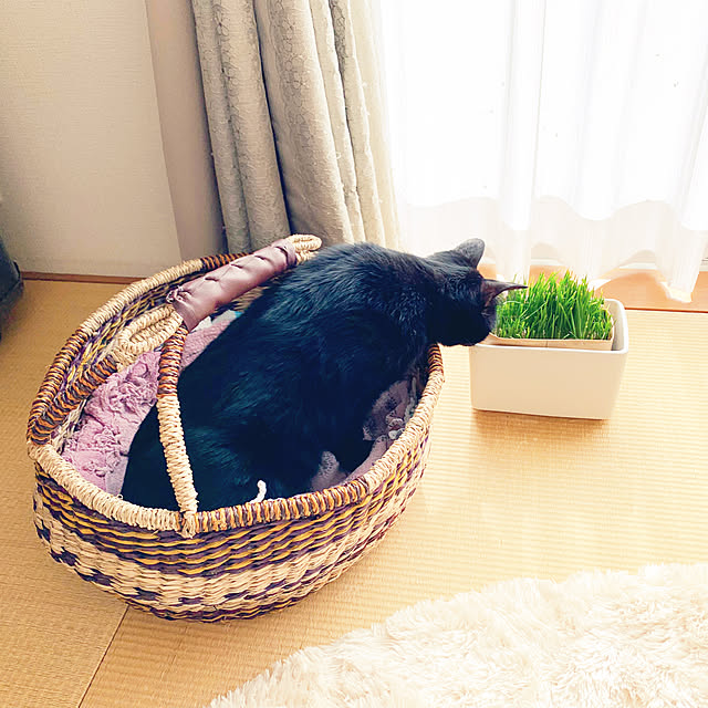 mameazさんの実例写真
