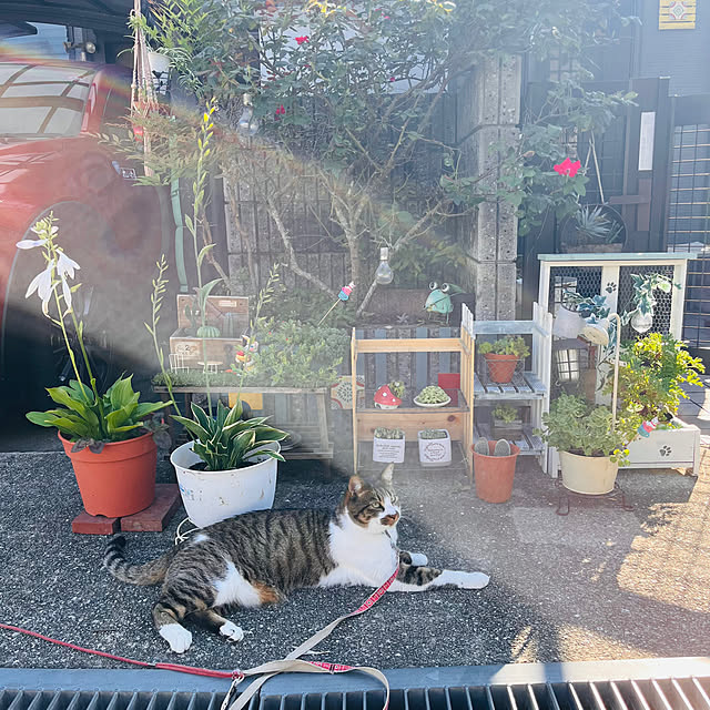 jijiさんの実例写真