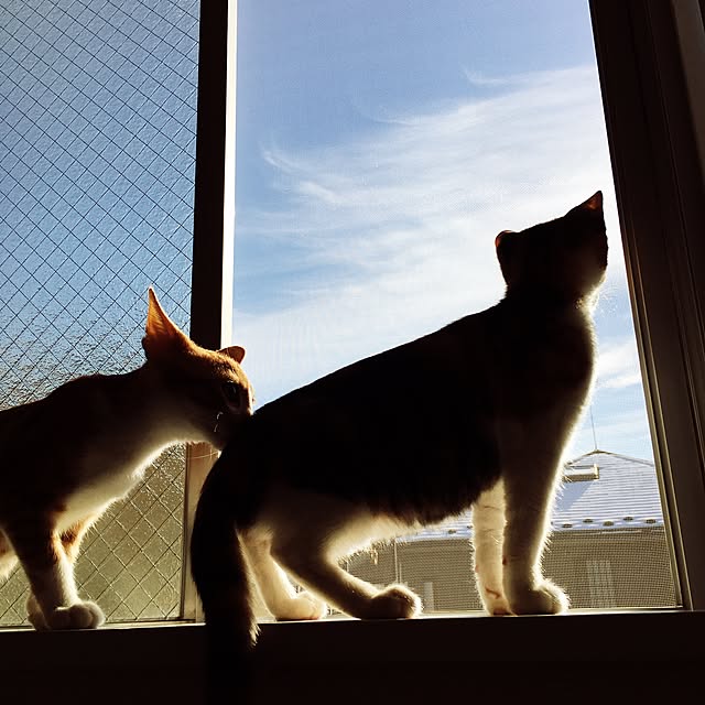 room0610さんの実例写真