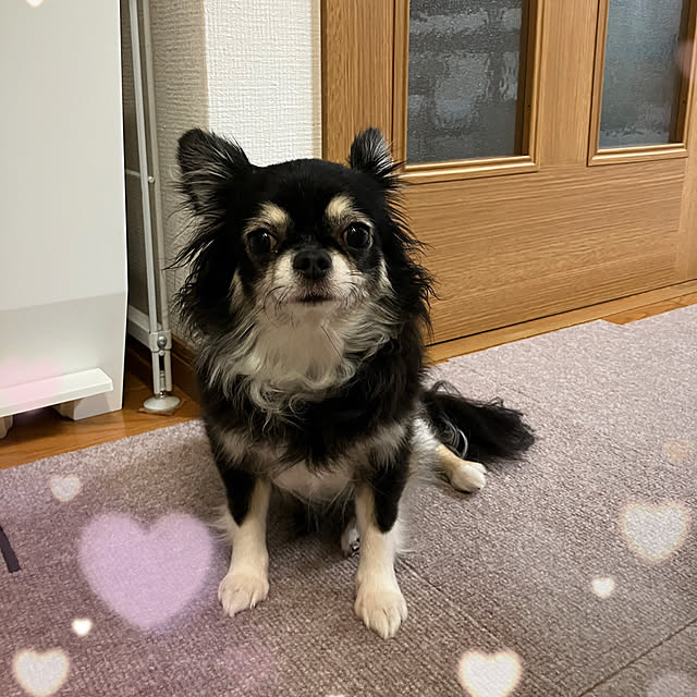 koroさんの部屋