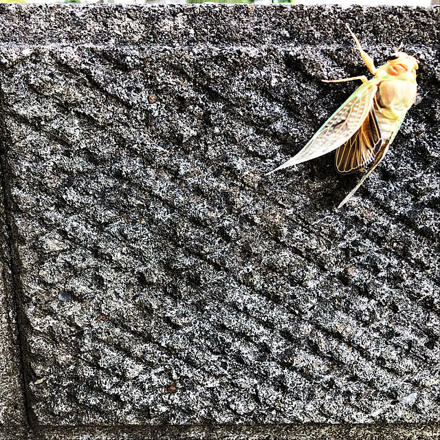 ponkoさんの実例写真