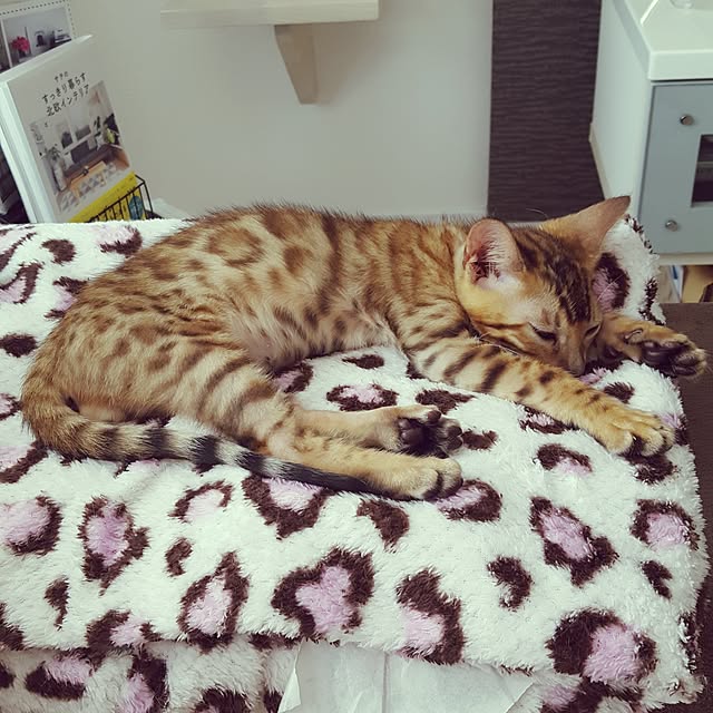 megu.catさんの実例写真