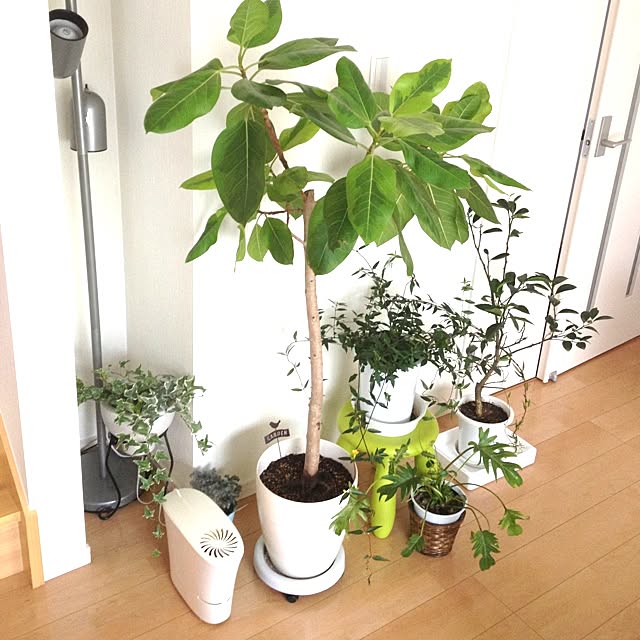 dicekbeetleさんの実例写真