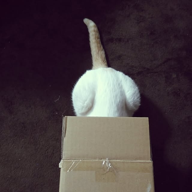 posauruさんの実例写真