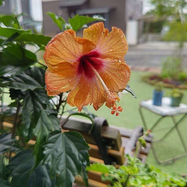 eriponさんの実例写真