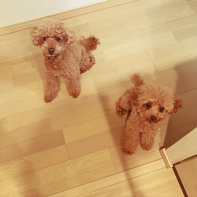 Yoshikoさんの実例写真