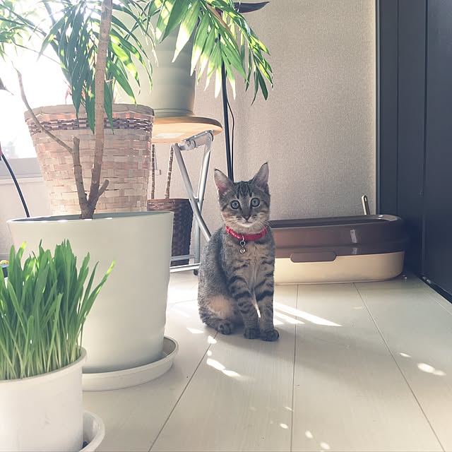 実例写真