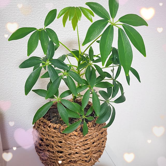 mimi828さんの実例写真