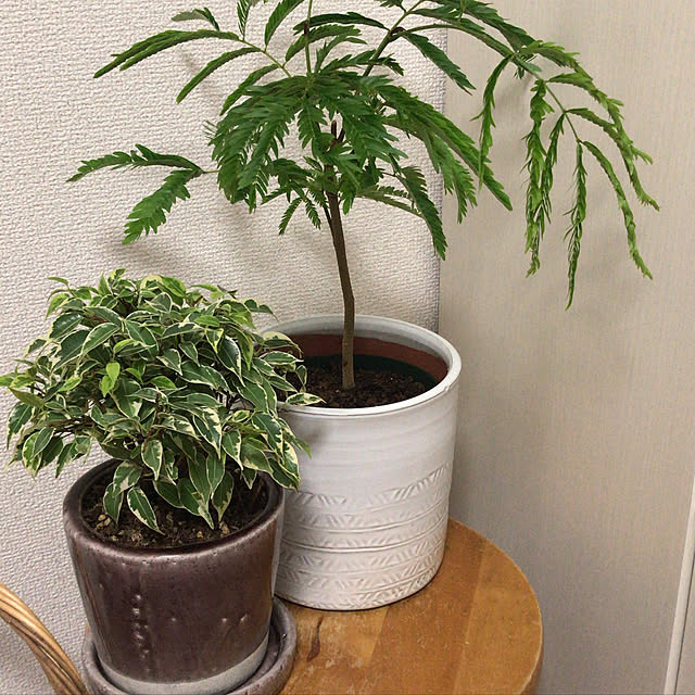 観葉植物/リビングのインテリア実例 - 2019-07-22 01:40:46