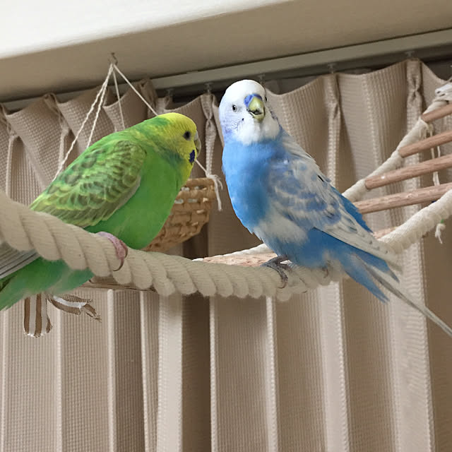 toratanさんの実例写真