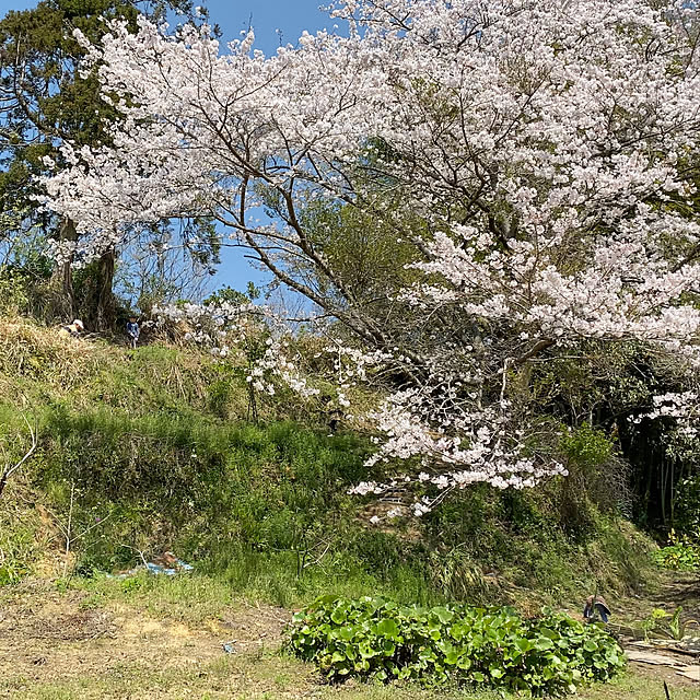 monさんの実例写真