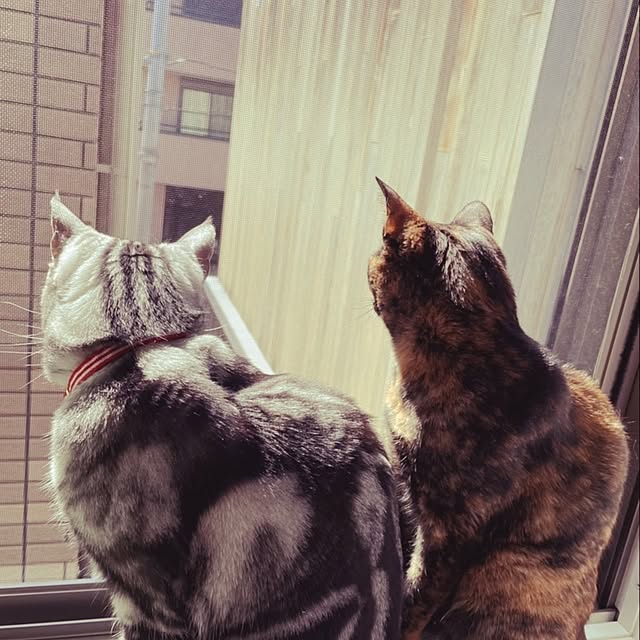 wahahaさんの実例写真