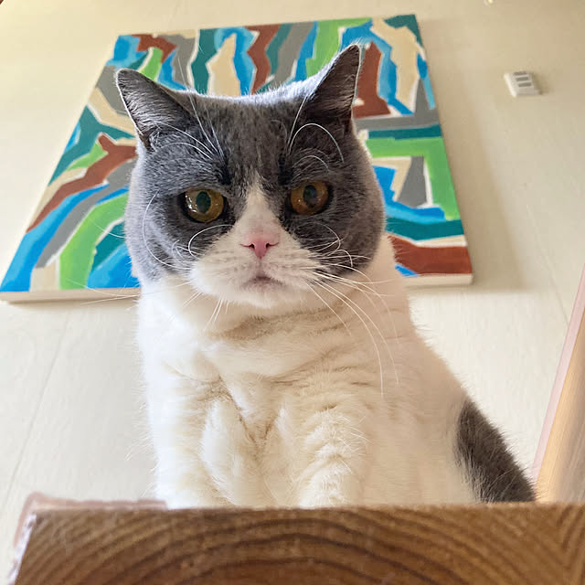 mohayaeteさんの実例写真