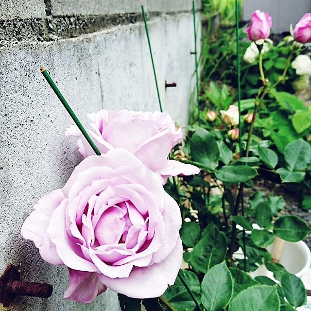 mamimamipockyさんの実例写真