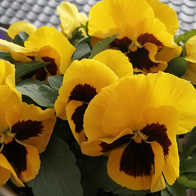 VERANDARJUNさんの実例写真