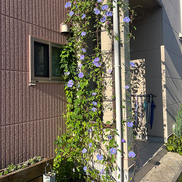 pekoさんの実例写真