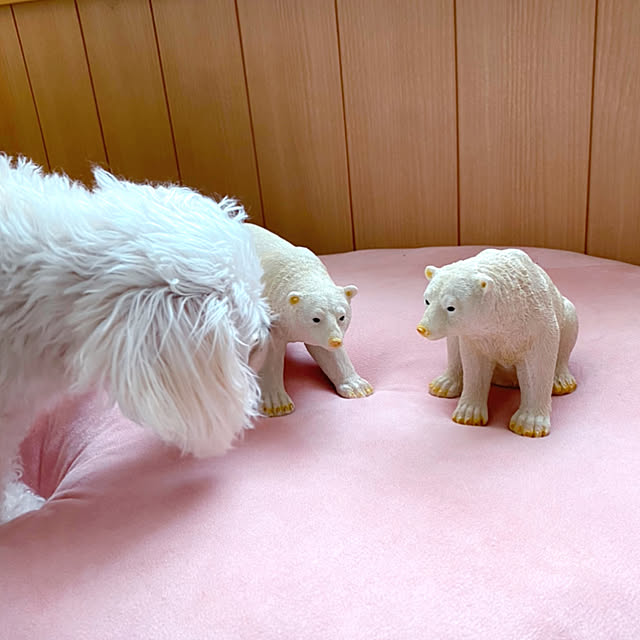 anzさんの実例写真