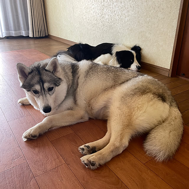 icemintさんの実例写真